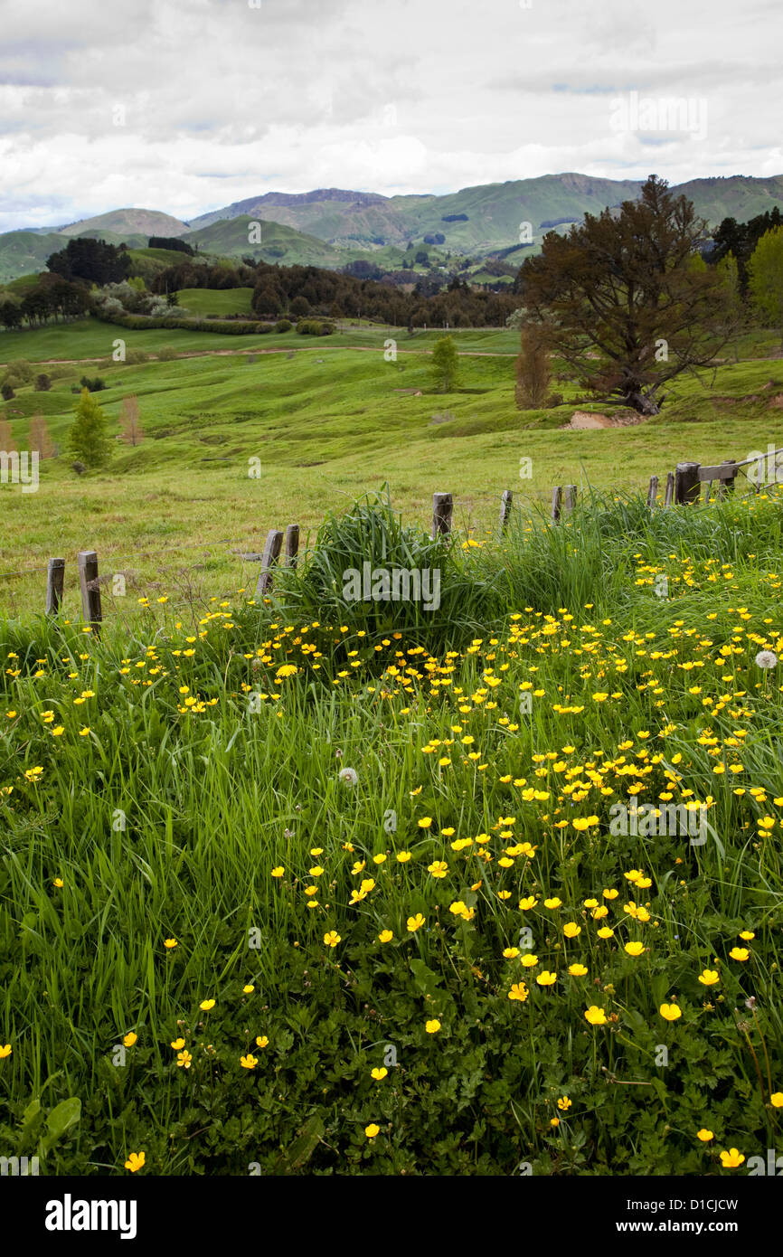 La Nouvelle-Zélande. Paysage le long de la Route 2 entre Opotiki et Gisborne. Banque D'Images