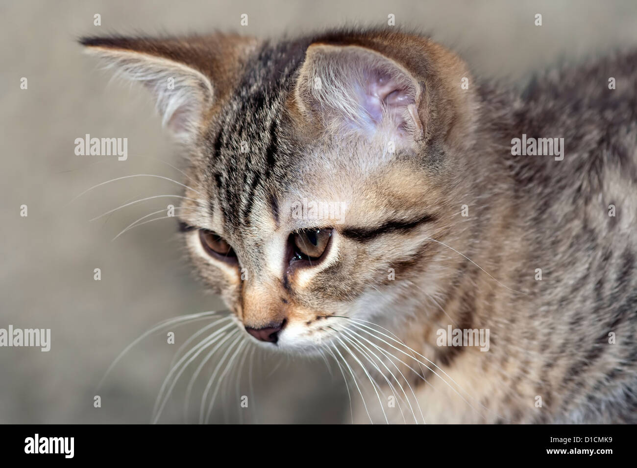 Tete De Chat Tigre Photo Stock Alamy