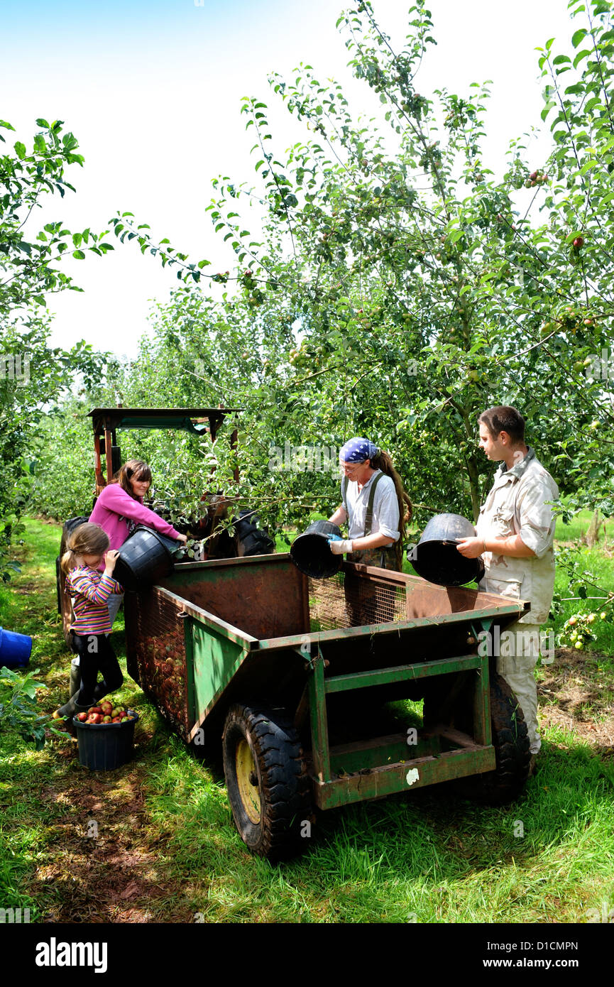 La fabrication du cidre à Broome Farm, près de Ross-on-Wye, au Royaume-Uni, où il y a un camping et dégustation à la recherche de préparateurs de apple Banque D'Images