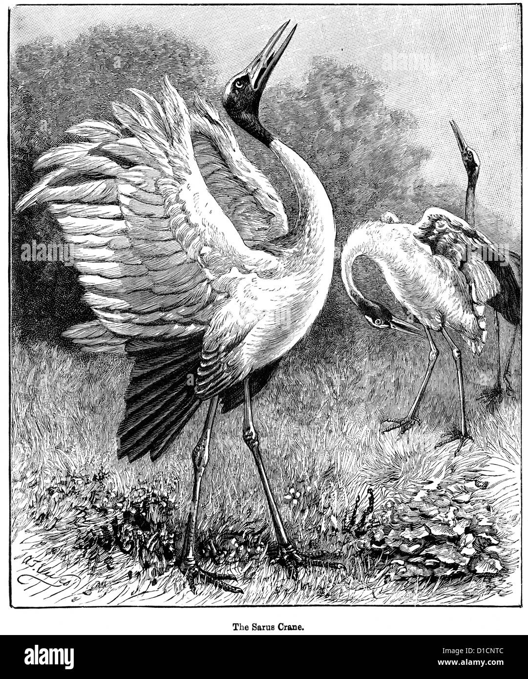 Sarus Crane (Grus antigone) une grande grue non migrateurs trouvés dans certaines parties du sous-continent indien, en Asie du Sud-Est et l'Australie Banque D'Images