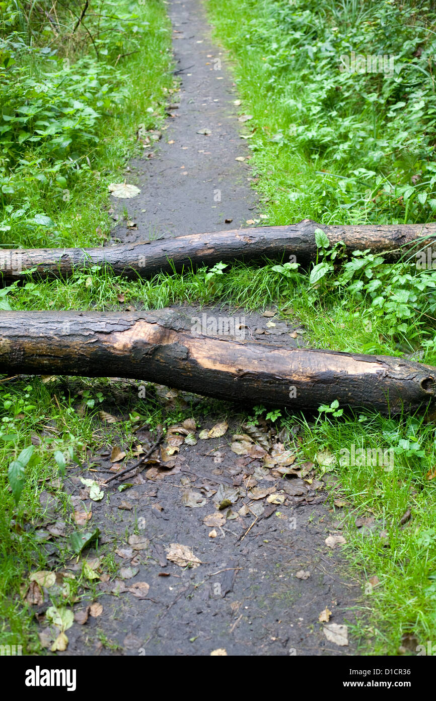 Chemin d'arbres bloquant la voie Banque D'Images