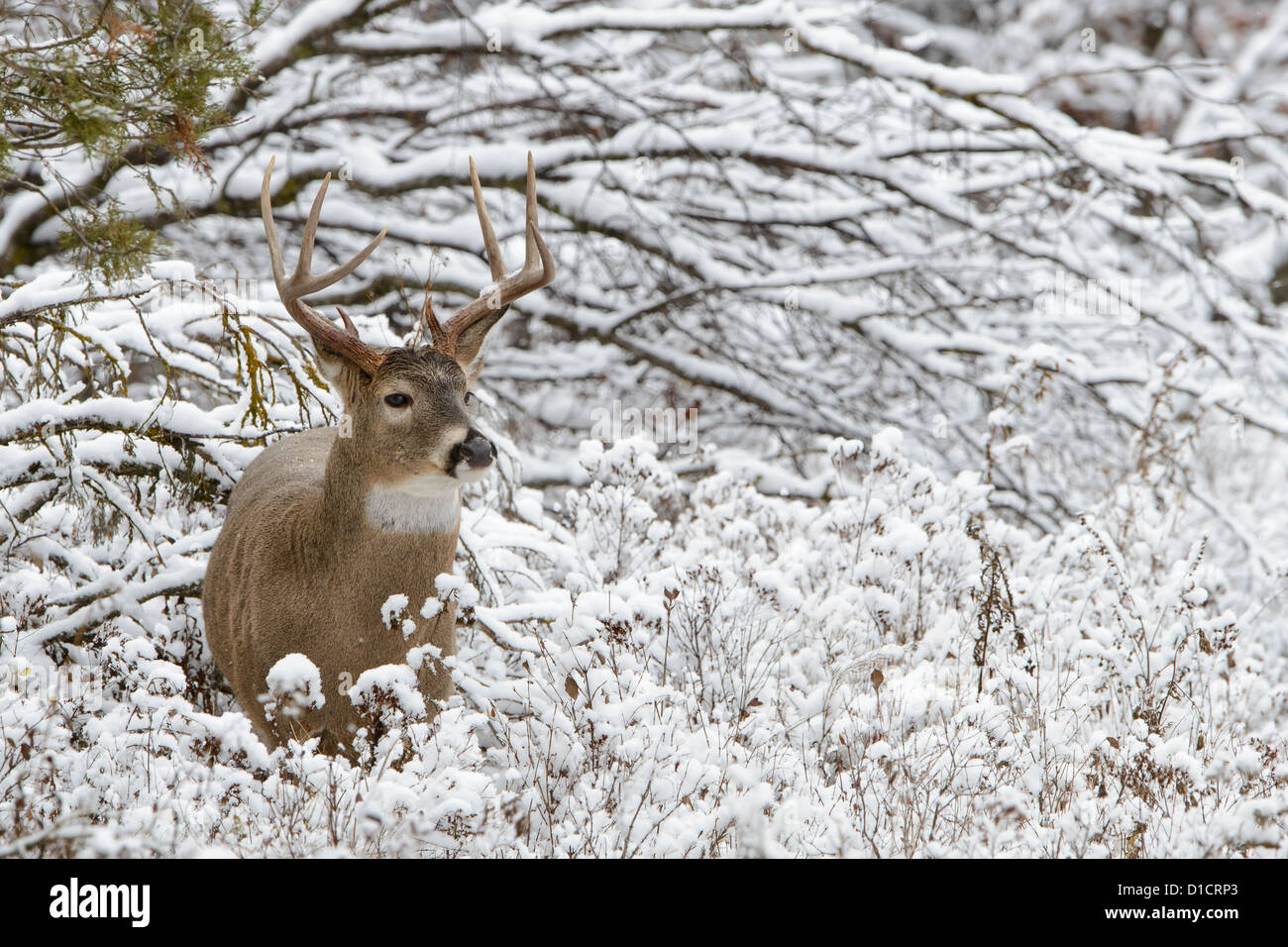 Le cerf de buck dans la neige fraîche, l'ouest du Montana Banque D'Images