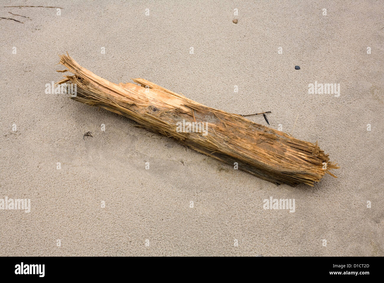 Driftwood échouée sur la plage Banque D'Images