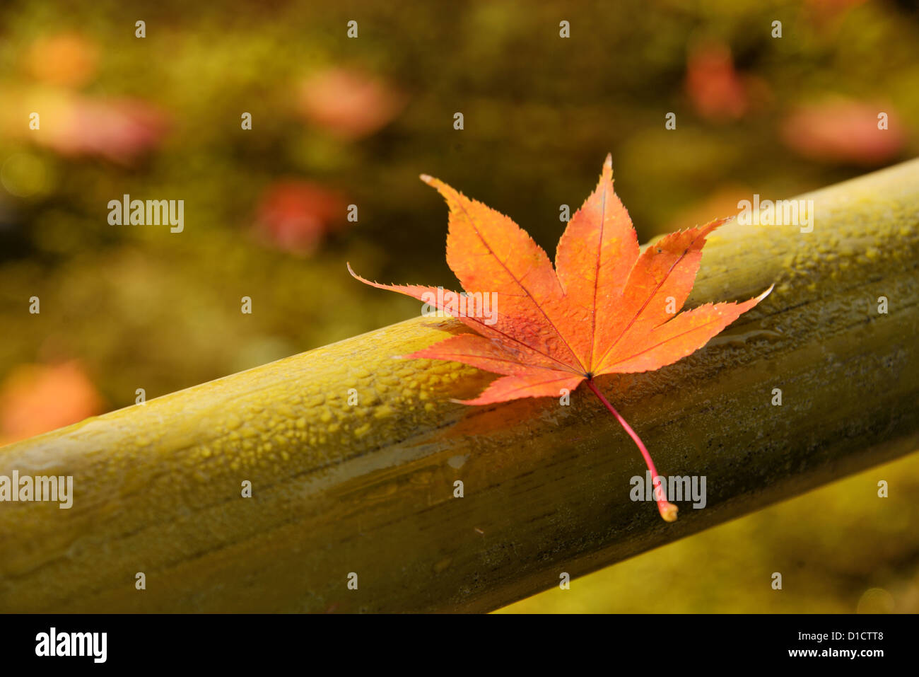 Feuille d'érable rouge trempé dans la rosée du matin sur une clôture de bambou. Banque D'Images