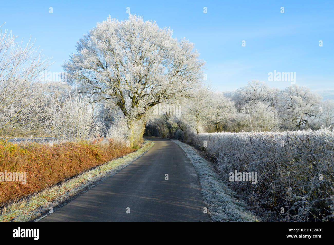 L'hiver sur la campagne arbres boisés et hedgerow dans le pays Paysage routier avec givre tôt le matin sur le chêne anglais Tree Essex Angleterre Royaume-Uni Banque D'Images