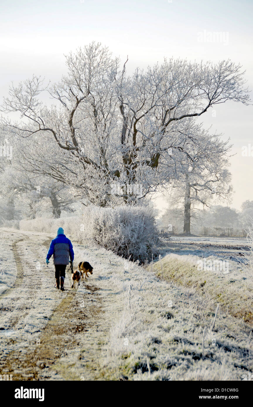 Hiver femme marchant chien sur le chemin de campagne dans le champ exercice tôt le matin pour les chiens de givre dans la campagne hedgerow Paysages Essex Angleterre Royaume-Uni Banque D'Images