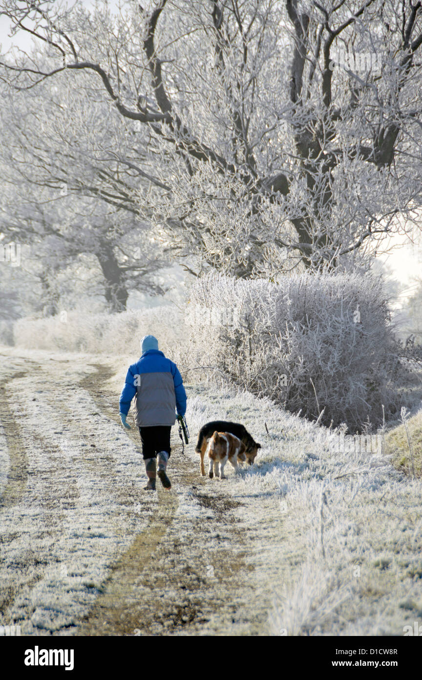 Hiver femme marchant chien sur le chemin de campagne dans le champ exercice tôt le matin pour les chiens de givre dans la campagne hedgerow Paysage Essex Angleterre Royaume-Uni Banque D'Images