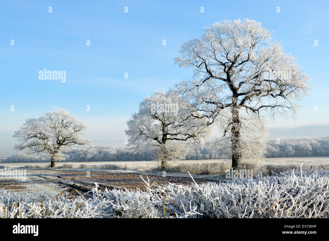 L'hiver, le temps est magnifique sur les arbres de campagne dans les paysages de champs agricoles Avec givre sur chêne anglais et haies bleues Sky Essex Angleterre Royaume-Uni Banque D'Images
