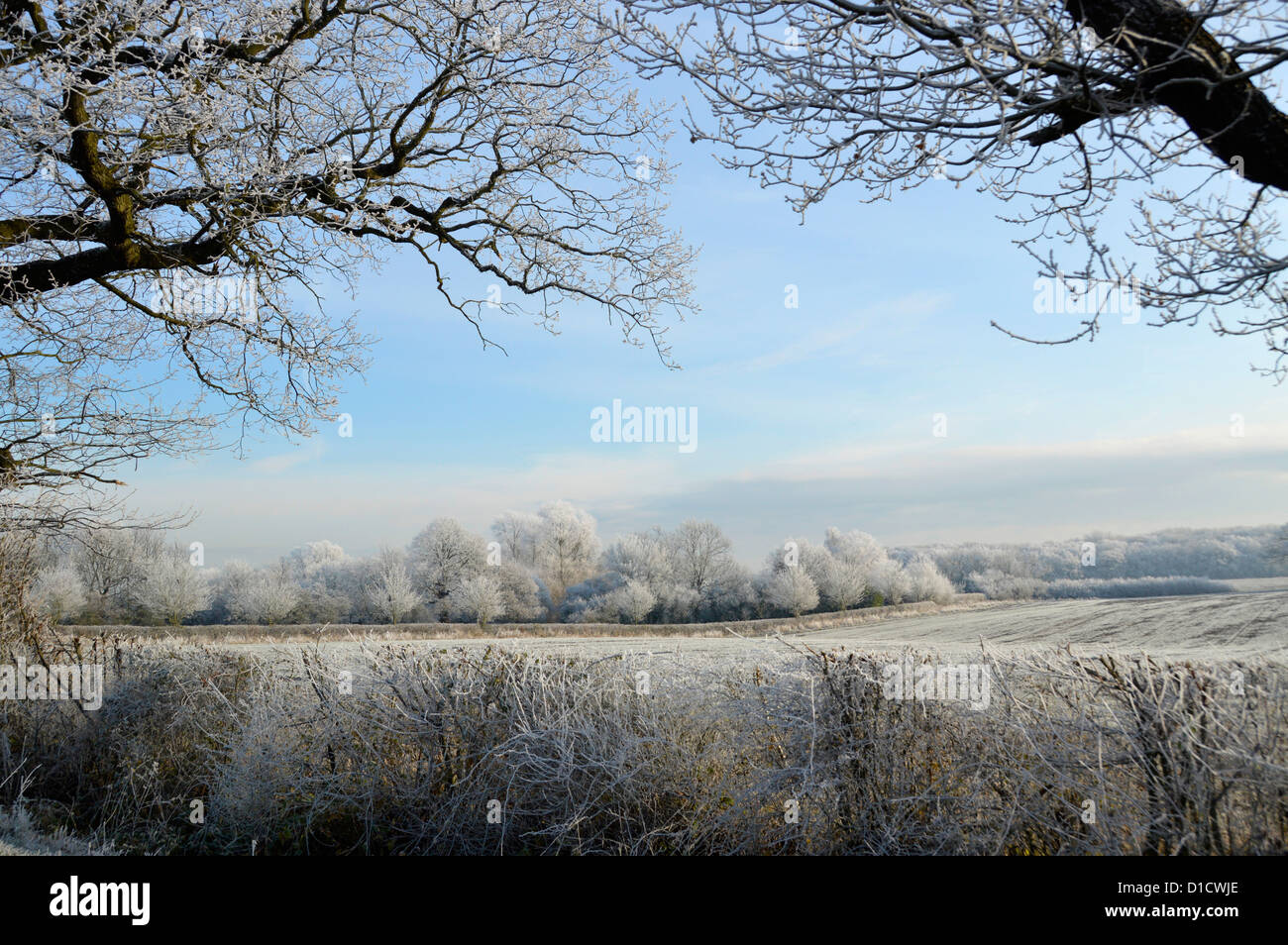 L'hiver est magnifique dans la campagne arbres boisés dans le champ de terre agricole Paysage avec givre tôt le matin sur les haies rurales Essex Angleterre Royaume-Uni Banque D'Images