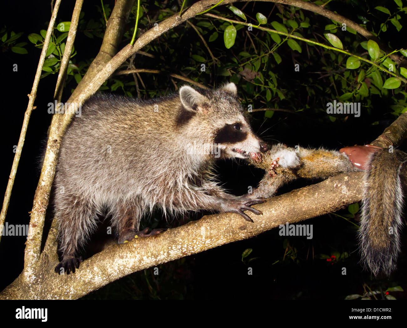 North American raton laveur (Procyon lotor) tué de manger un écureuil dans un arbre de nuit (New York USA). Banque D'Images