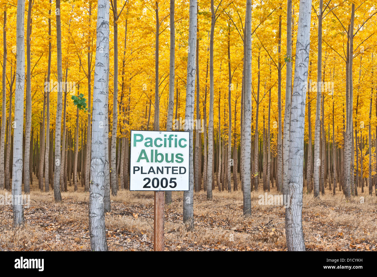 Plantation de peupliers hybrides, Oregon Banque D'Images