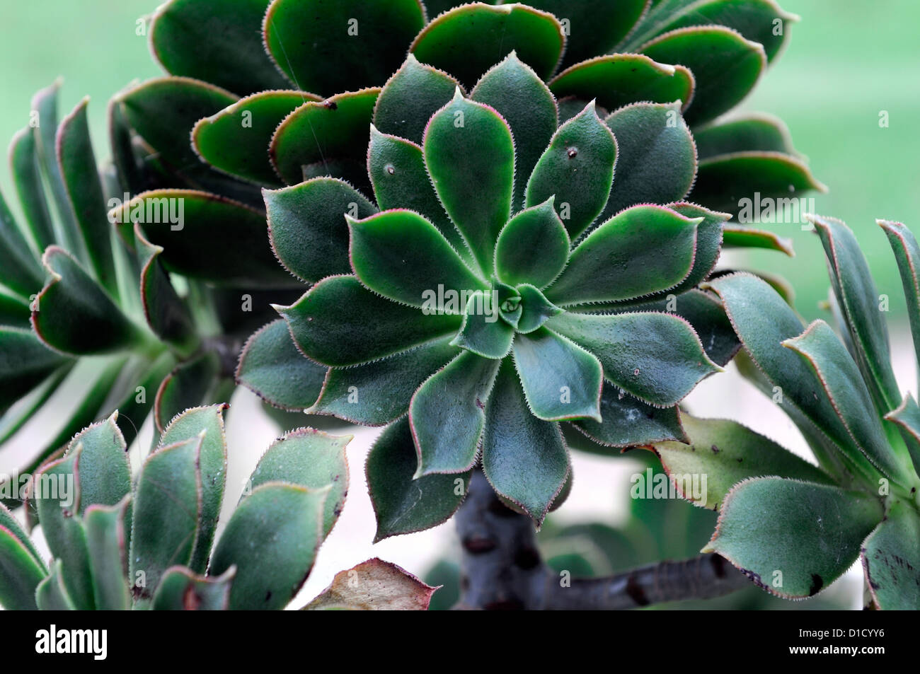 Aeonium percarneum aeoniums loseup feuilles succulentes feuillage vert brillant plante charnue rosettes portraits d'épaisseur Banque D'Images