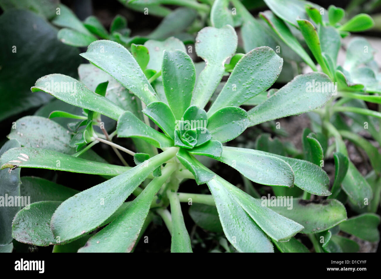 Aeonium sedifolium aeoniums succulentes libre feuillage feuillage vert plante charnue rosettes portraits d'épaisseur Banque D'Images