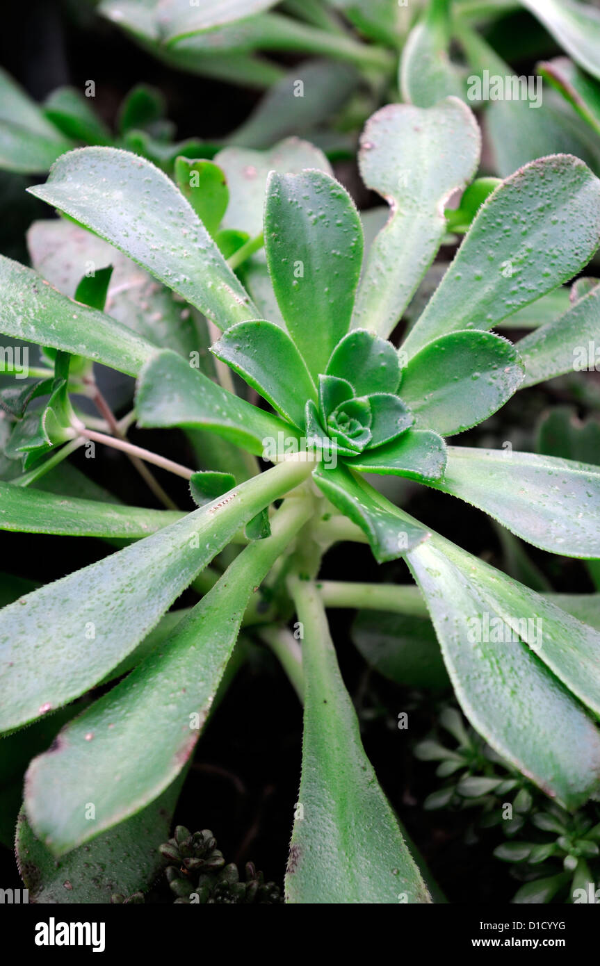 Aeonium sedifolium aeoniums succulentes libre feuillage feuillage vert plante charnue rosettes portraits d'épaisseur Banque D'Images