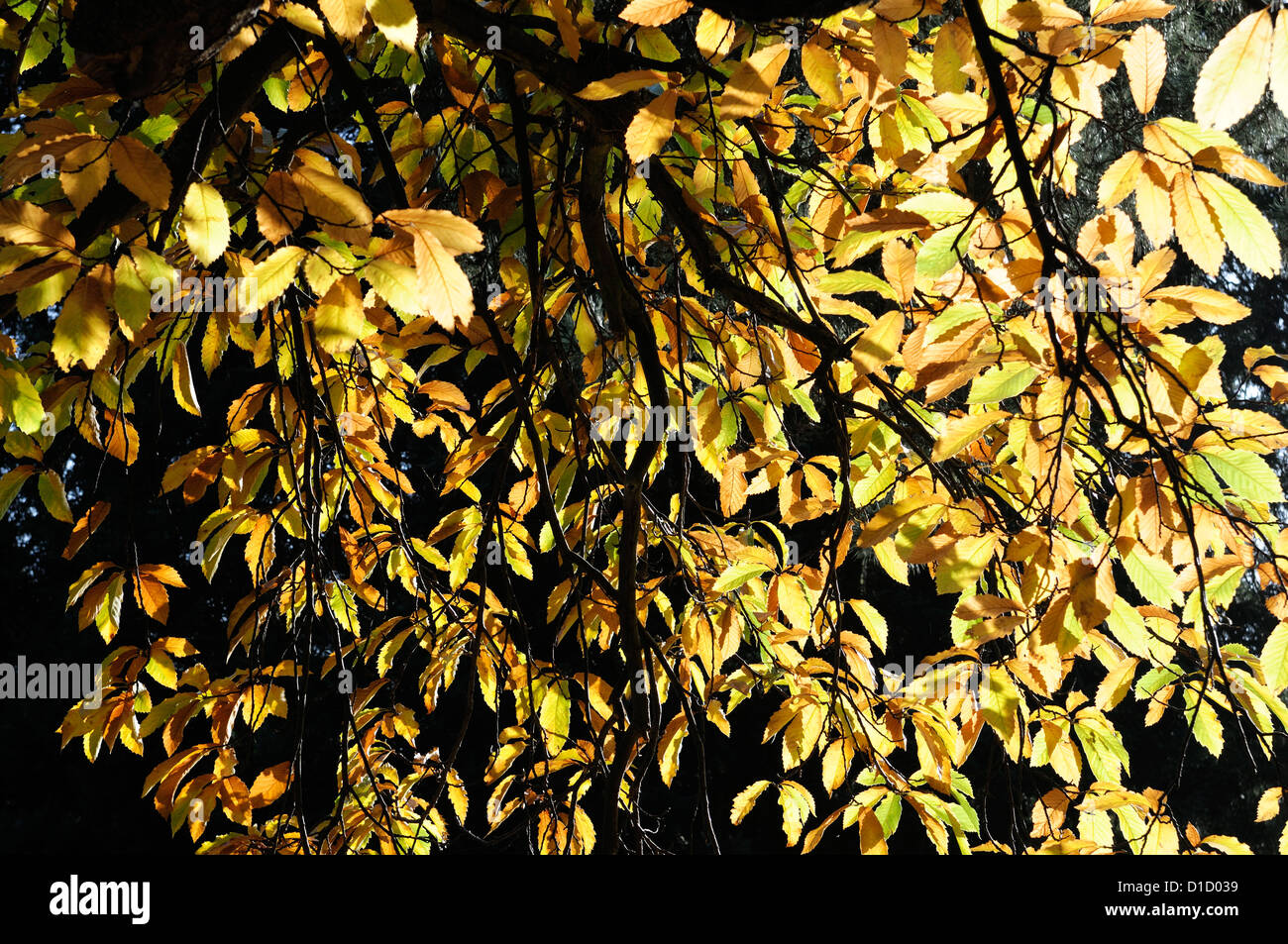 Castanea sativa châtaignier d'automne automne doré jaune couleur couleur du feuillage des arbres à feuilles caduques feuilles feuille rétro-éclairage rétroéclairé Banque D'Images