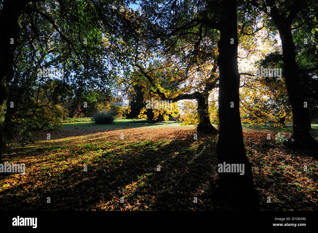 Castanea sativa châtaignier d'automne automne doré jaune couleur couleur du feuillage des arbres à feuilles caduques feuilles feuille rétro-éclairage rétroéclairé Banque D'Images