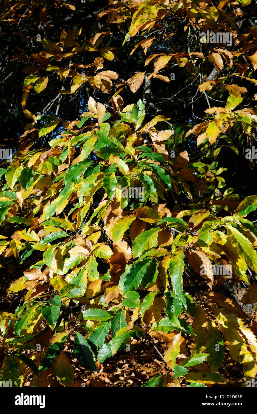 Castanea sativa châtaignier d'automne automne doré jaune couleur couleur du feuillage des arbres à feuilles caduques feuilles feuille Banque D'Images
