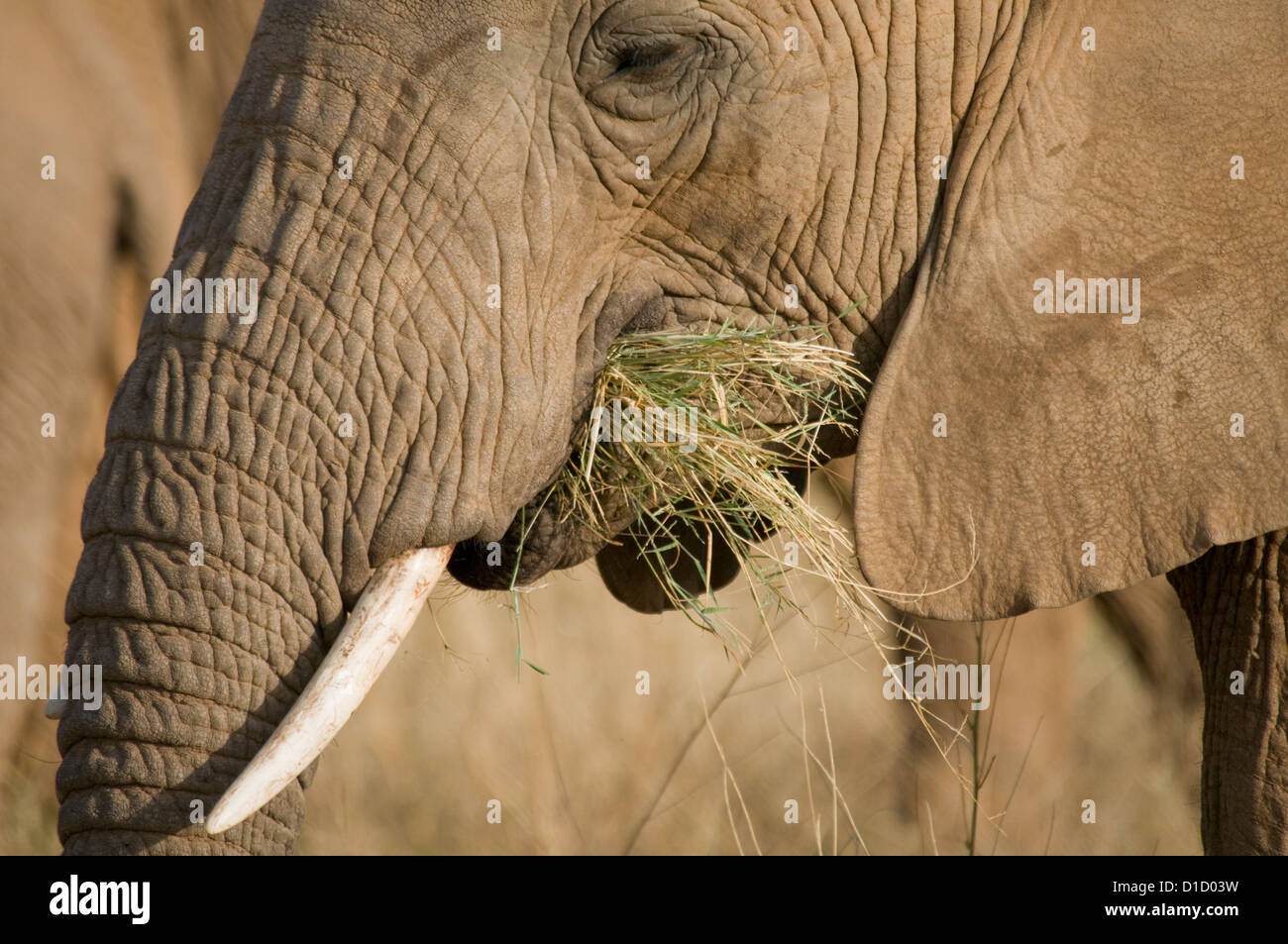 L'alimentation de l'Éléphant-close up Banque D'Images