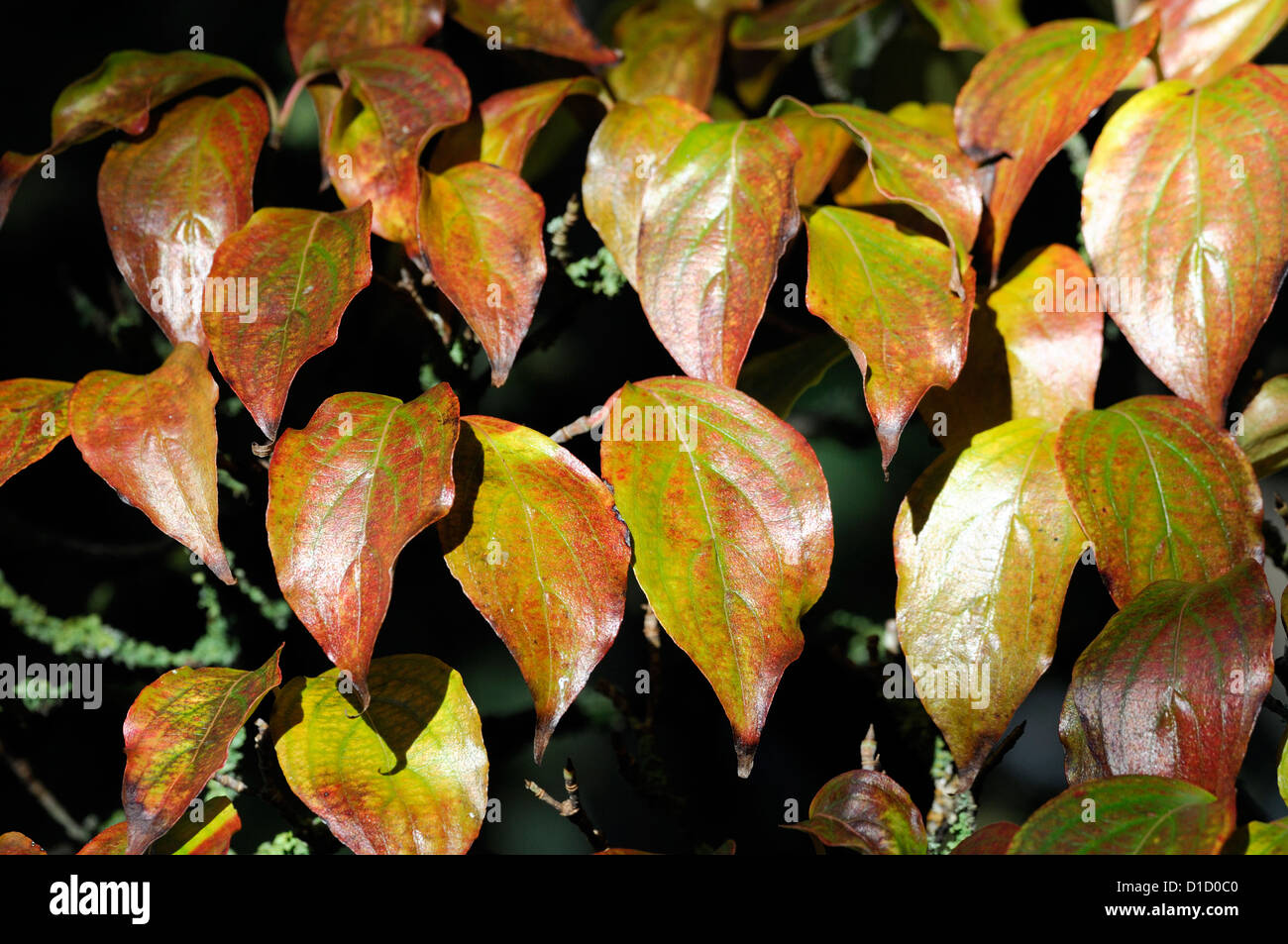 Cornus kousa chinensis var d'automne feuillage d'automne libre selective focus red orange arbustes à feuilles caduques feuilles Banque D'Images