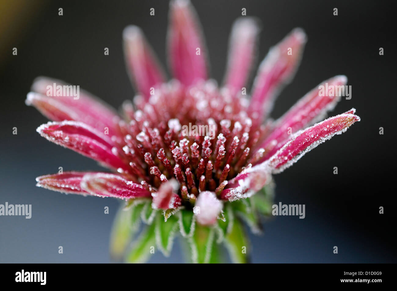 Echinacea purpurea fleur fleurs de givre givre glace couverte couverture d'hiver la fin de l'automne des dommages de floraison Banque D'Images