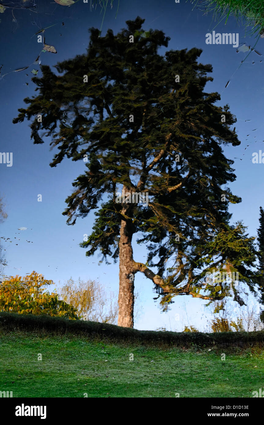 Pine Tree arbre conifère reflètent l'étang de l'eau reflète la réflexion inhabituelle encore autre vue Banque D'Images