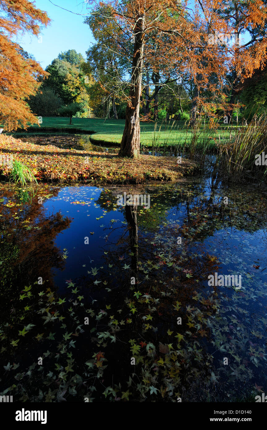 Acer les feuilles des arbres d'automne feuillage d'arbre d'automne reflètent l'étang de l'eau reflète la réflexion inhabituelle encore autre vue Banque D'Images