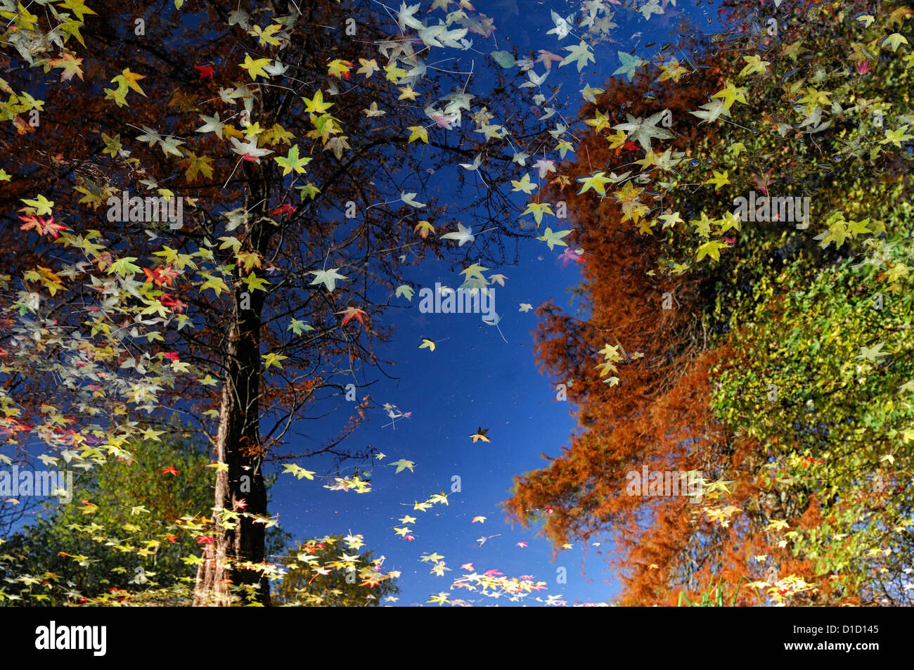 Acer les feuilles des arbres d'automne feuillage d'arbre d'automne reflètent l'étang de l'eau reflète la réflexion inhabituelle encore autre vue Banque D'Images