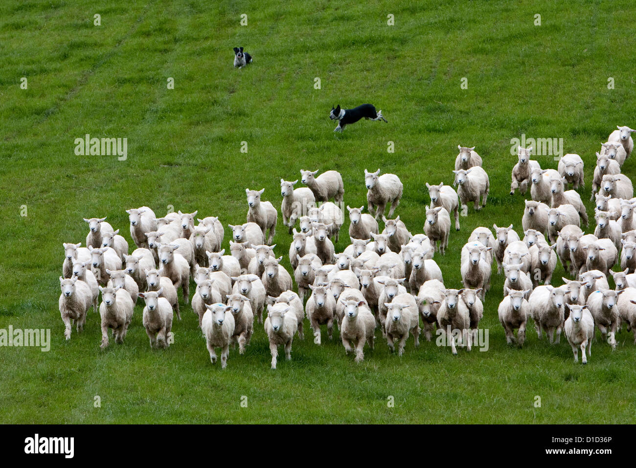Les chiens de l'unité de recueillir des moutons Romney en troupeau et les conduire à la maison. Masterton, Wairarapa, North Island, New Zealand. Banque D'Images