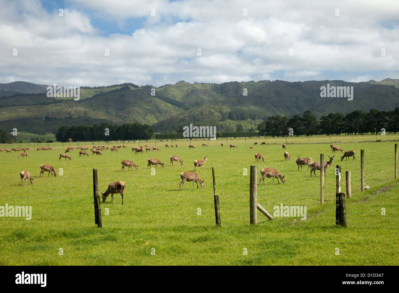 Deer Farm, près de Masterton, Wairarapa, North Island, New Zealand Banque D'Images