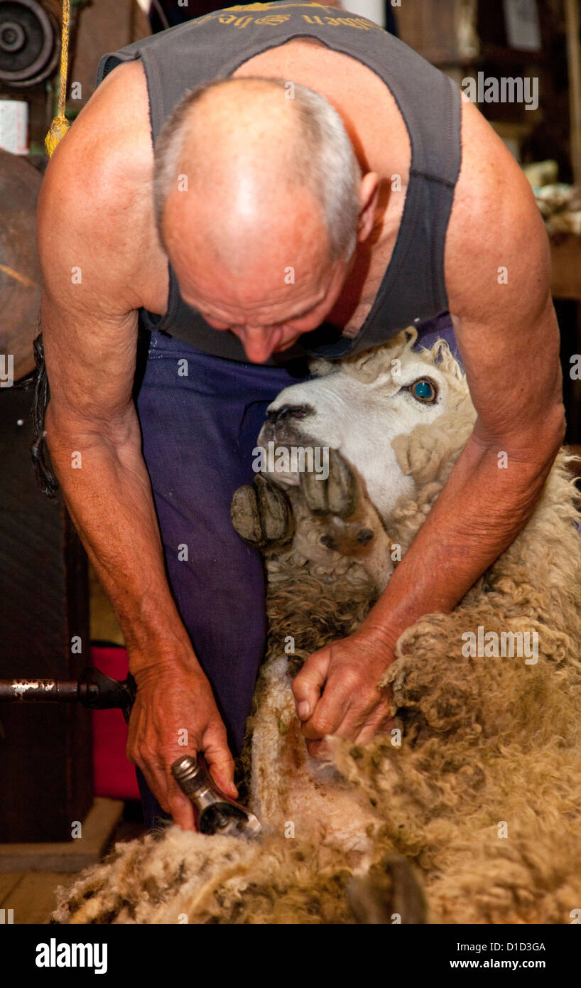 D'un cisaillement des moutons, Musée National d'ovins et de cisaillement, Paihia, Nouvelle-Zélande, île du nord, région de Wairarapa. Banque D'Images