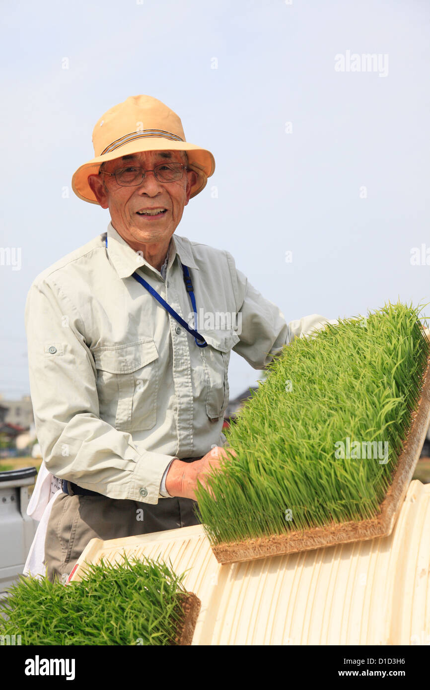 La mise en place d'agriculteurs Planteuse de riz Banque D'Images