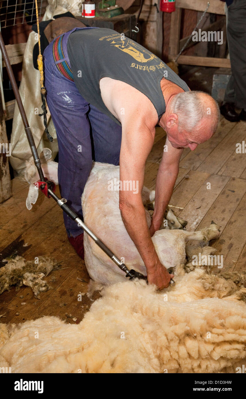D'un cisaillement des moutons, Musée National d'ovins et de cisaillement, Paihia, Nouvelle-Zélande, île du nord, région de Wairarapa. Banque D'Images