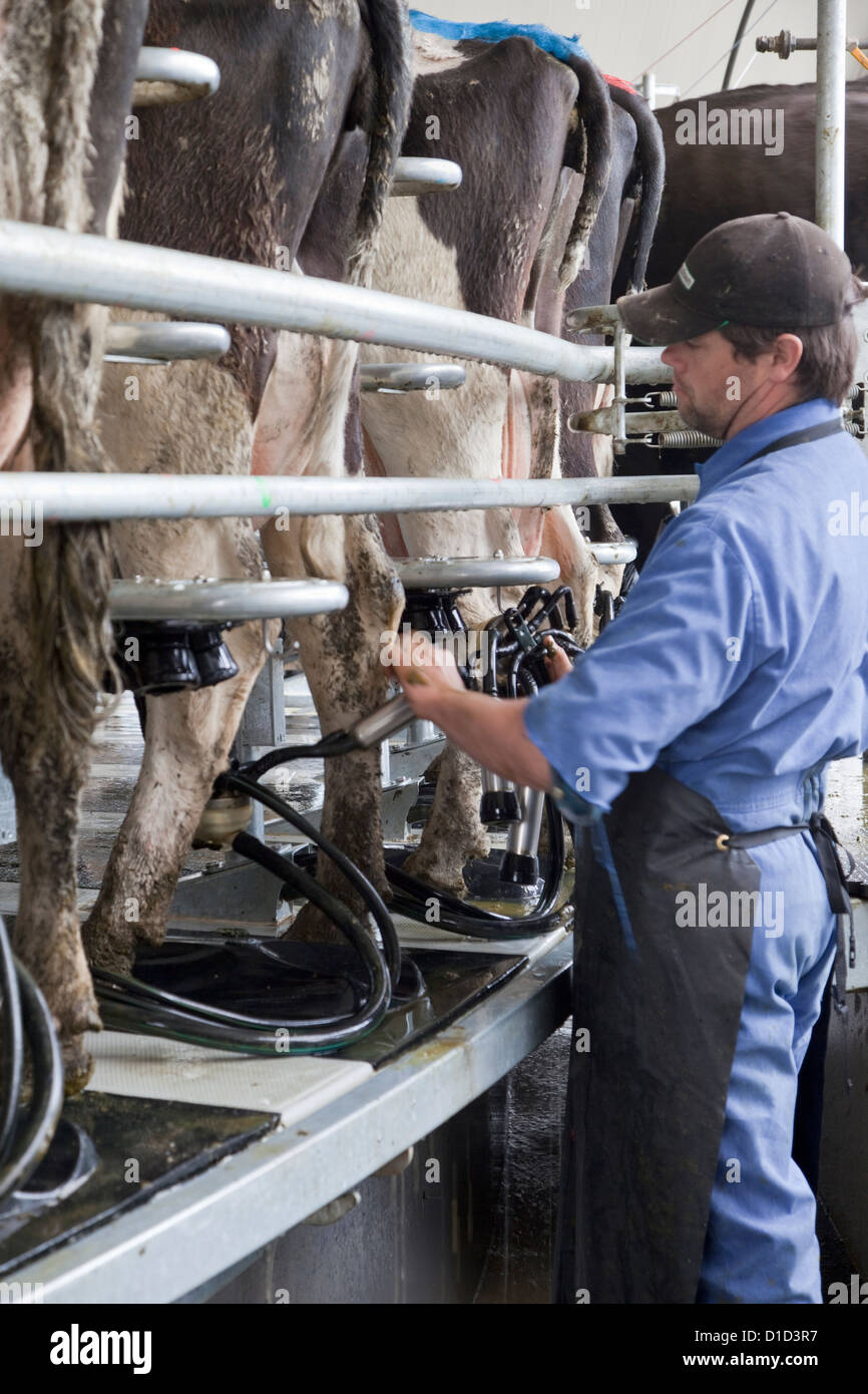 Trayeur carrousel, capable de traire 54 vaches à la fois. La main ferme attache à chaque vache trayeur automatique lors de son passage devant lui. Banque D'Images