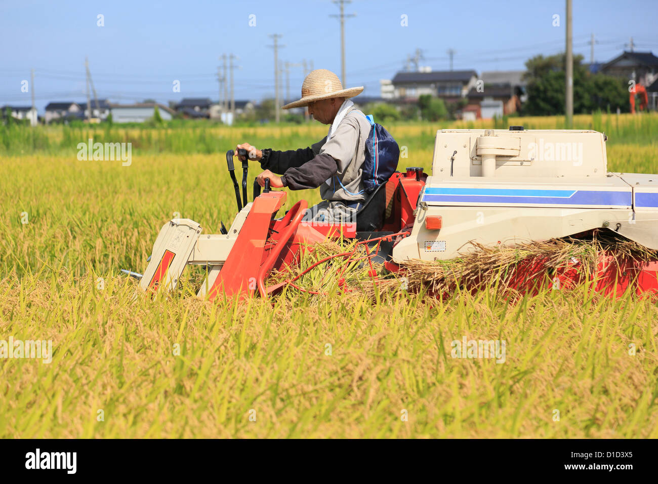 Agriculteur de la récolte du riz avec la moissonneuse-batteuse Banque D'Images
