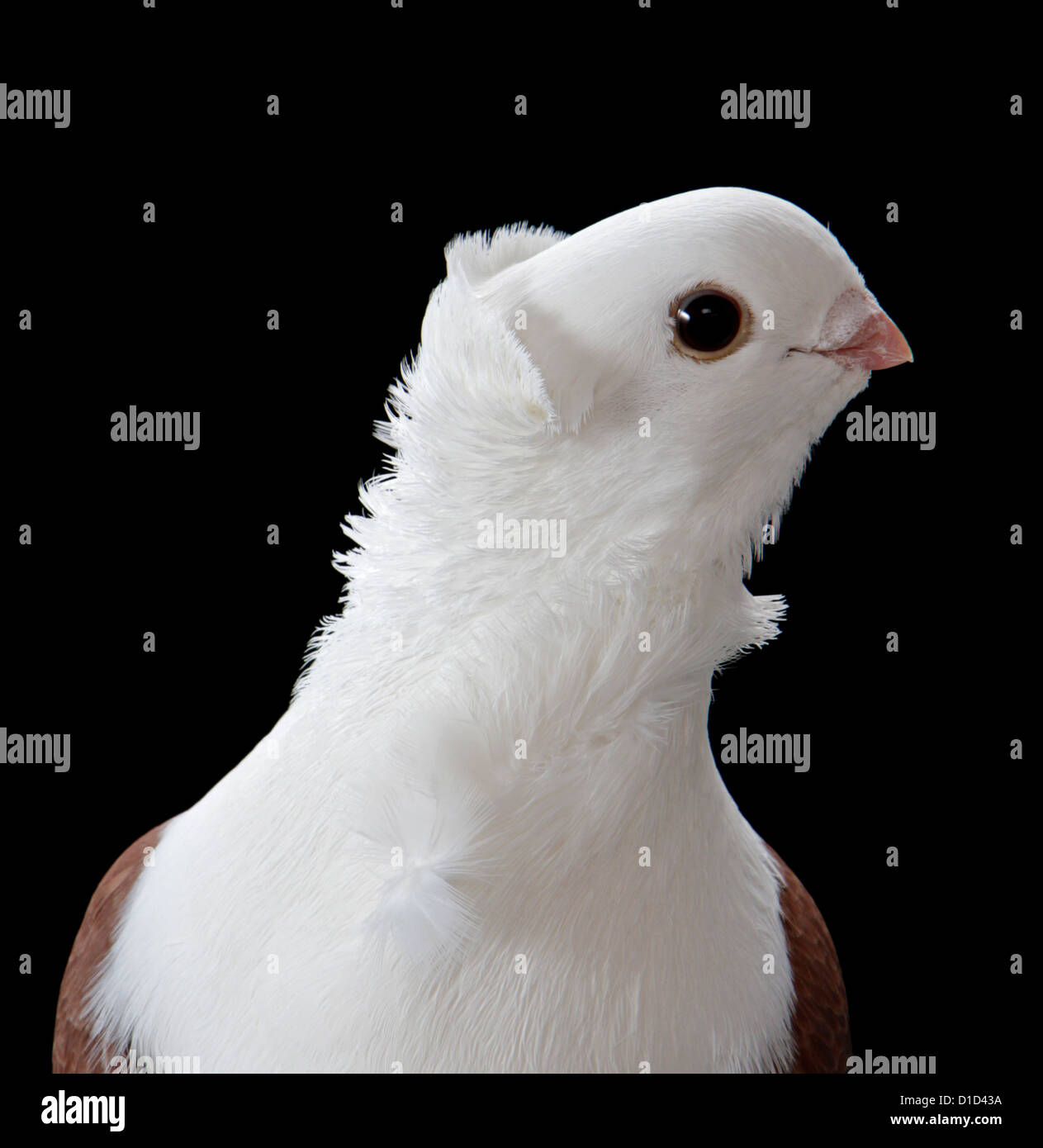 Close-up d'une vieille chouette allemand pigeon fantaisie sur un fond noir uni. Banque D'Images