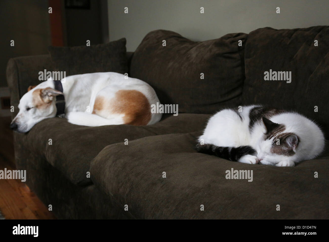 Un chien et un chat couché ensemble sur un canapé. Banque D'Images