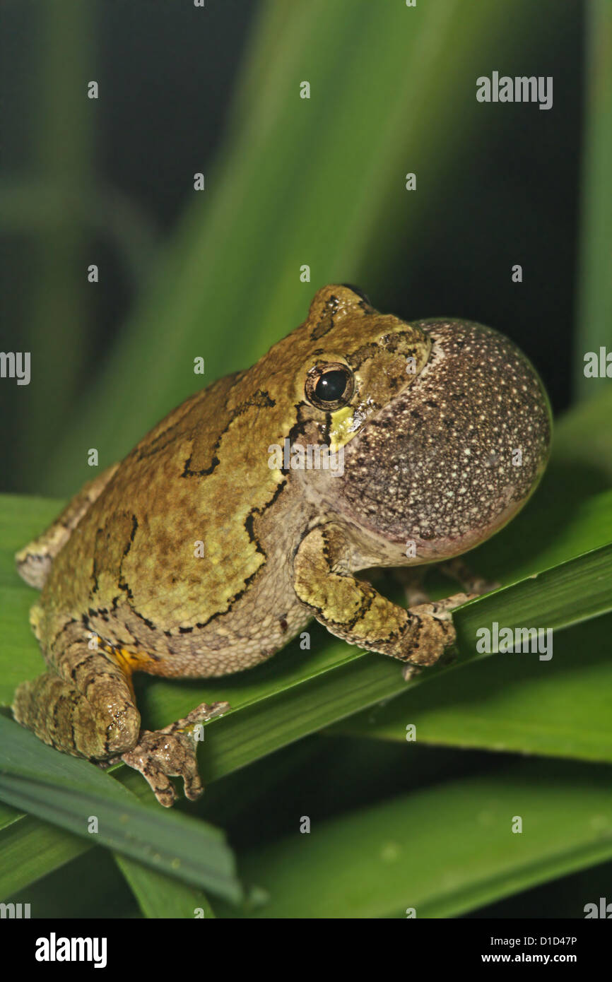 Rainette, Hyla versicolor, chant. Banque D'Images