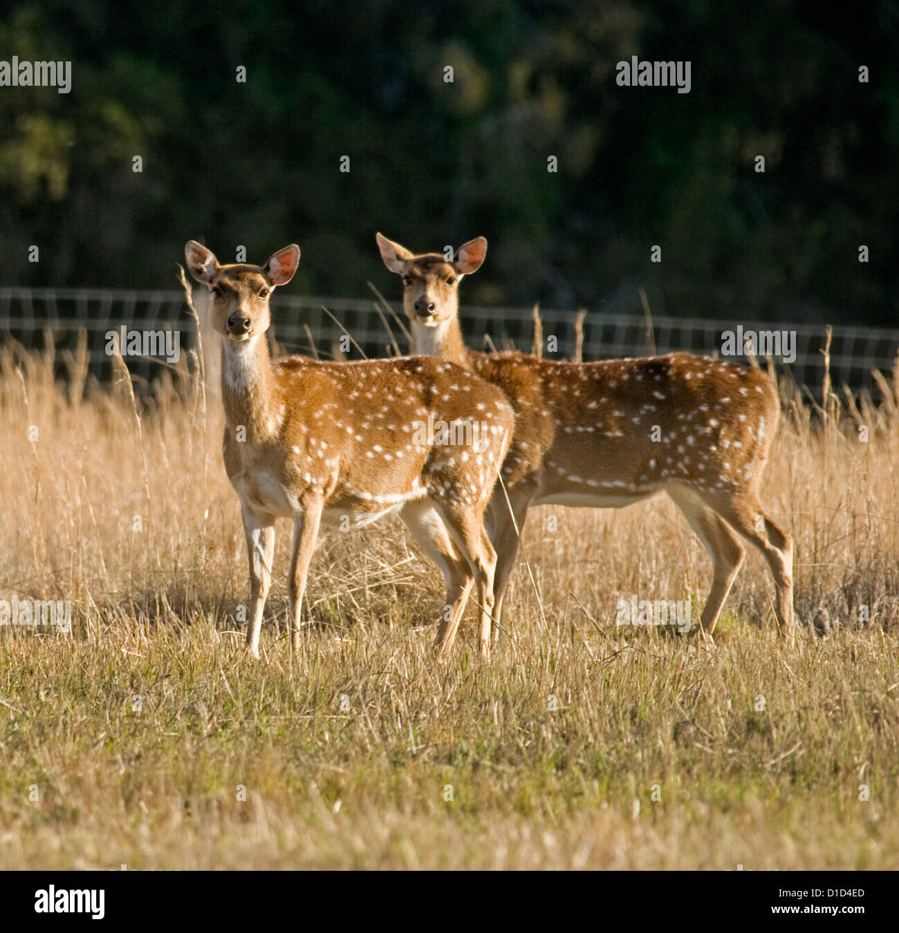 Deux jeunes femmes Chital cerf - hinds - à deer farm Banque D'Images