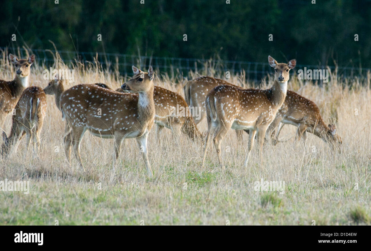 Troupeau de chital cerf - jeunes femmes - à deer farm Banque D'Images