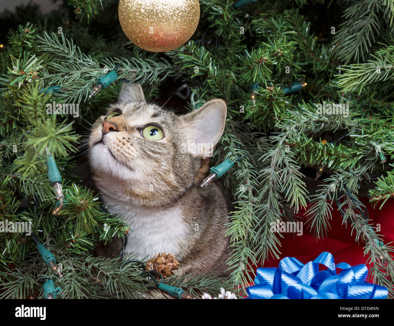 Chat Tigré gris avec à l'intérieur de l'ornement d'or de l'arbre de Noël Banque D'Images