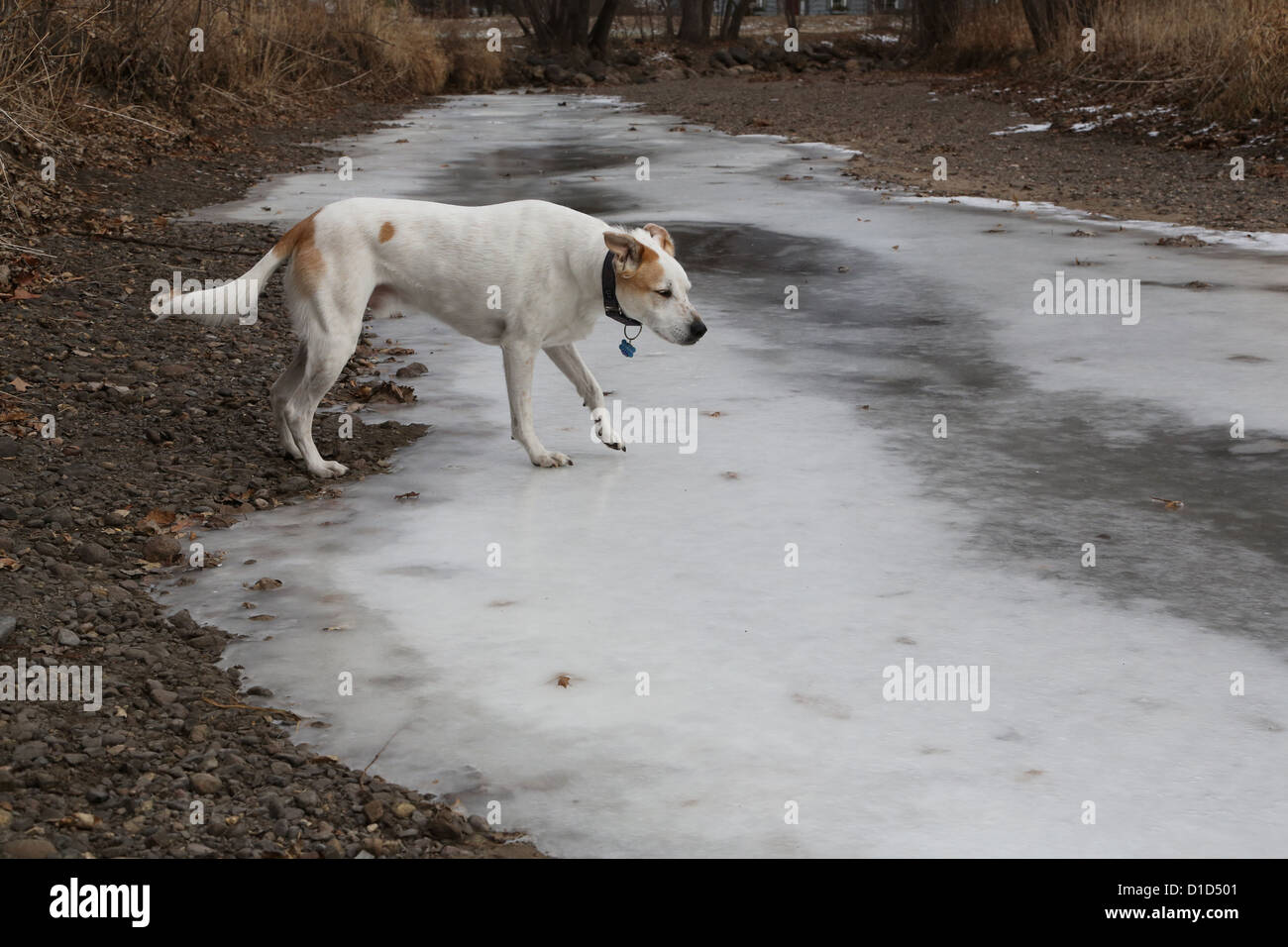 Un chien marchant sur un ruisseau gelé. Banque D'Images
