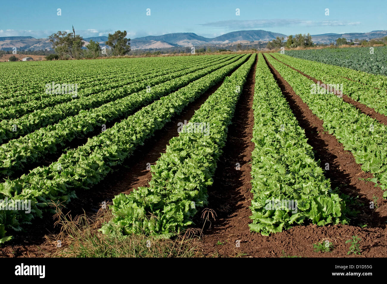 De longues rangées de plus en plus ferme sur les laitues Banque D'Images