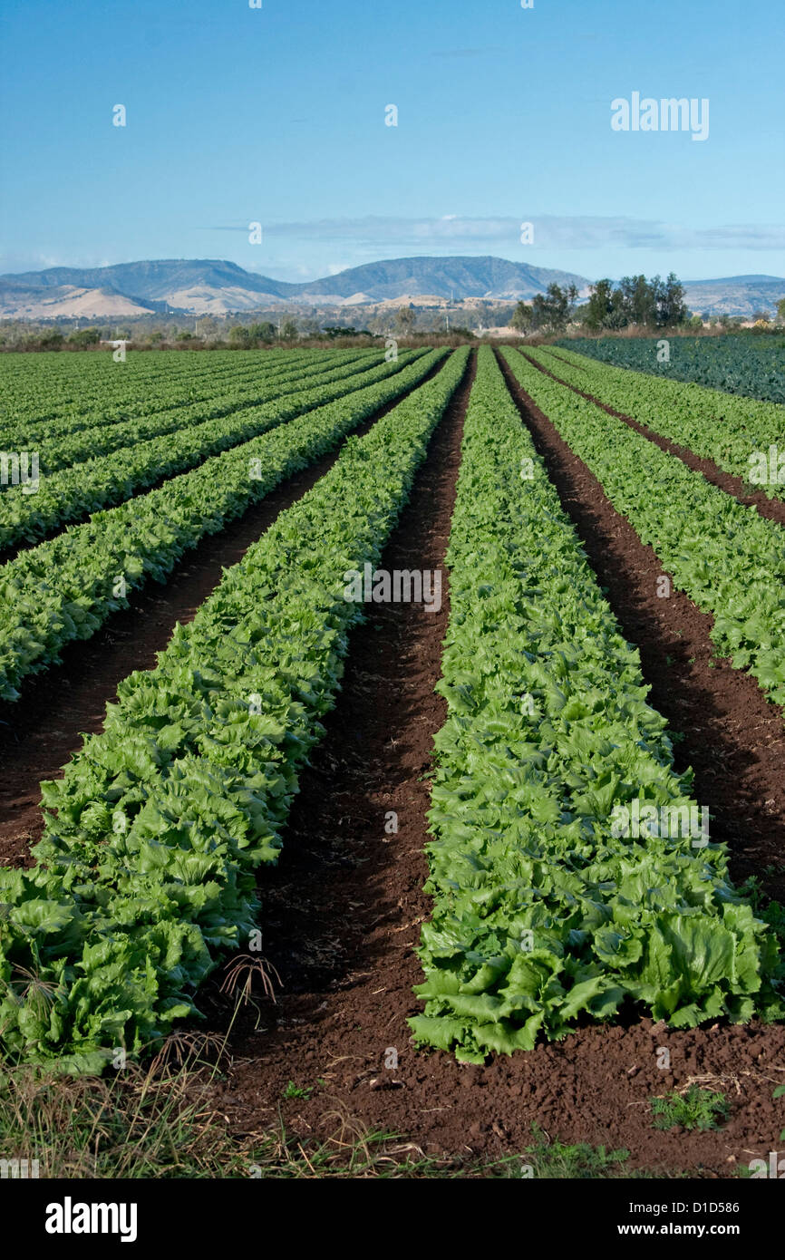 De longues rangées de plus en plus ferme sur les laitues Banque D'Images