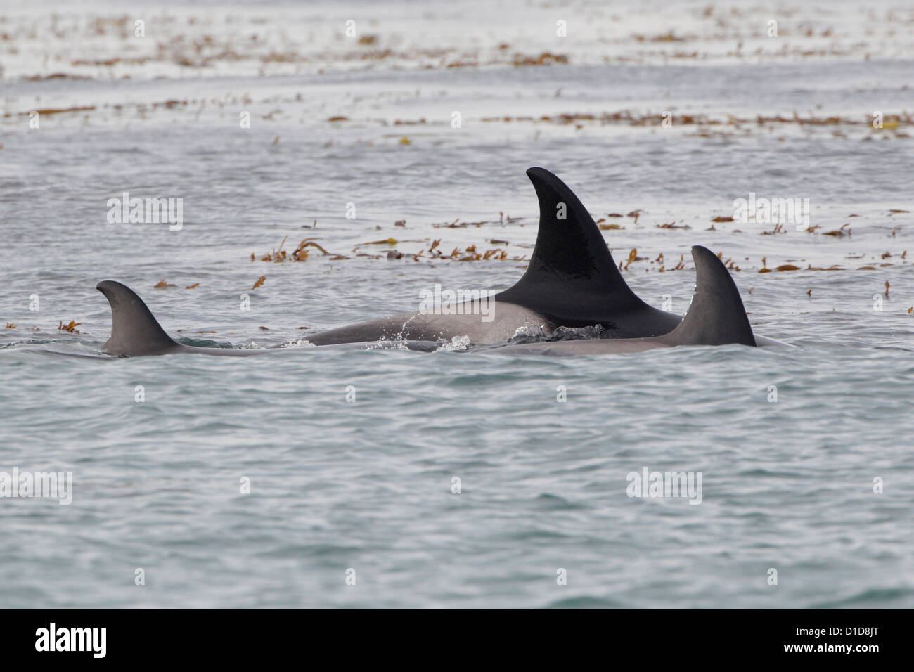 Les orques à patrouiller au large de la plage l'île de Sea Lion Banque D'Images