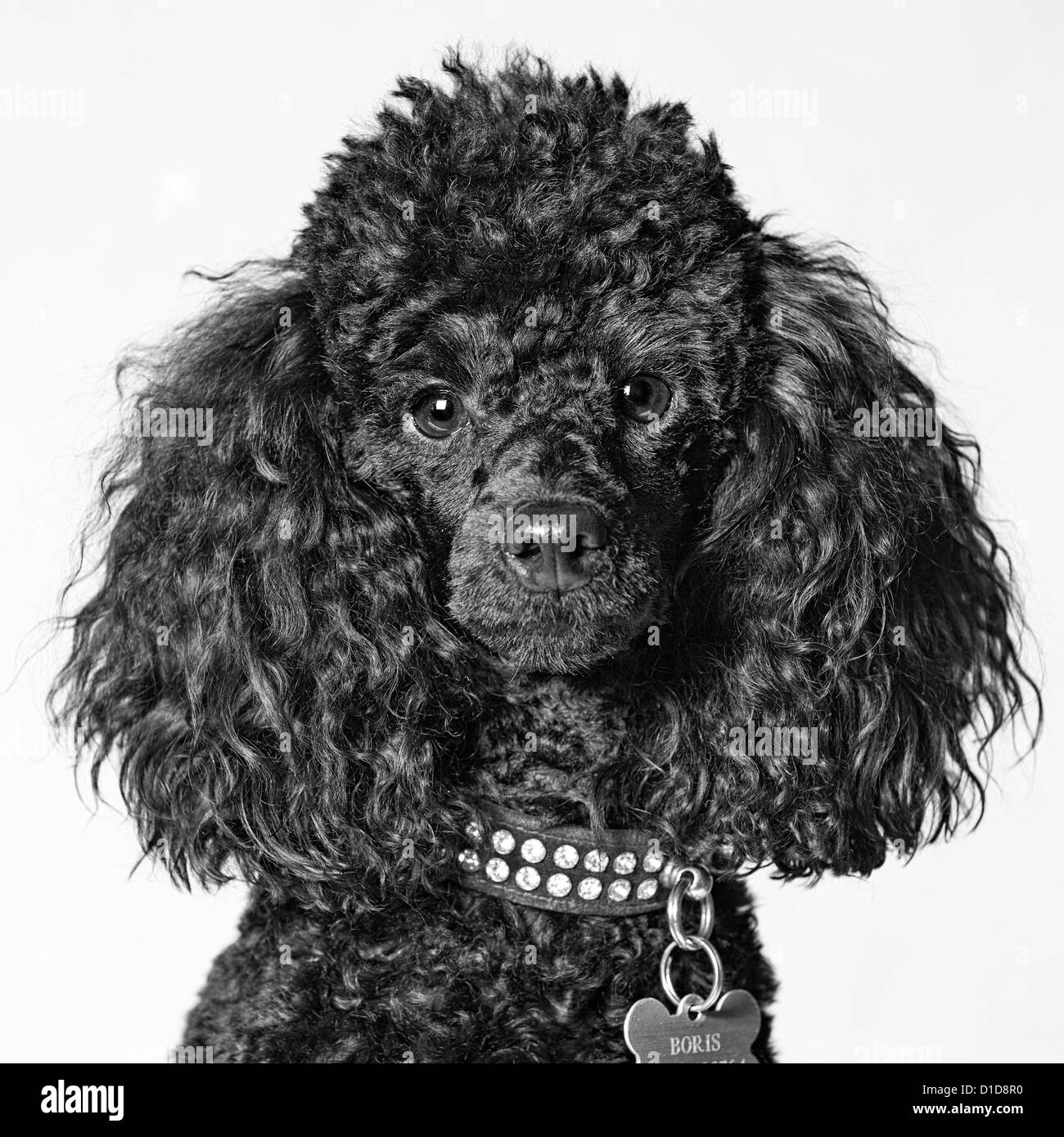 Jeune caniche toy head shot, monochrome Banque D'Images