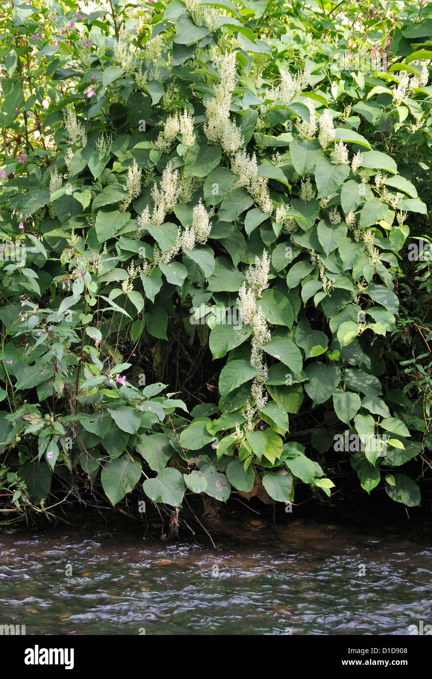 La renouée du Japon Fallopia japonica - Espèces exotiques envahissantes de plantes riveraines par la rivière Usk, Pays de Galles Banque D'Images
