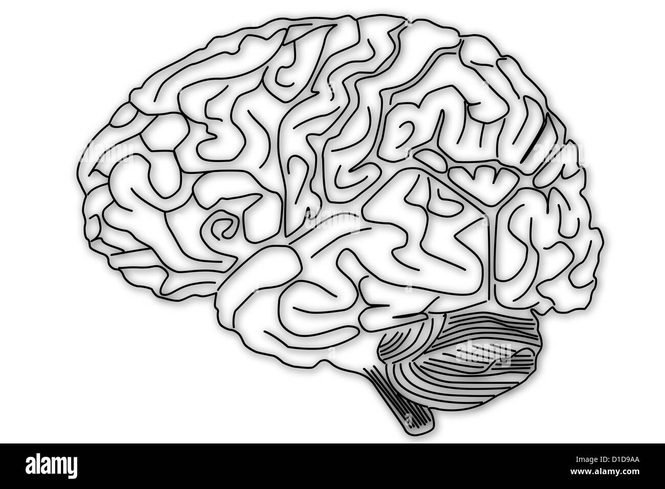 La structure du cerveau humain Banque D'Images