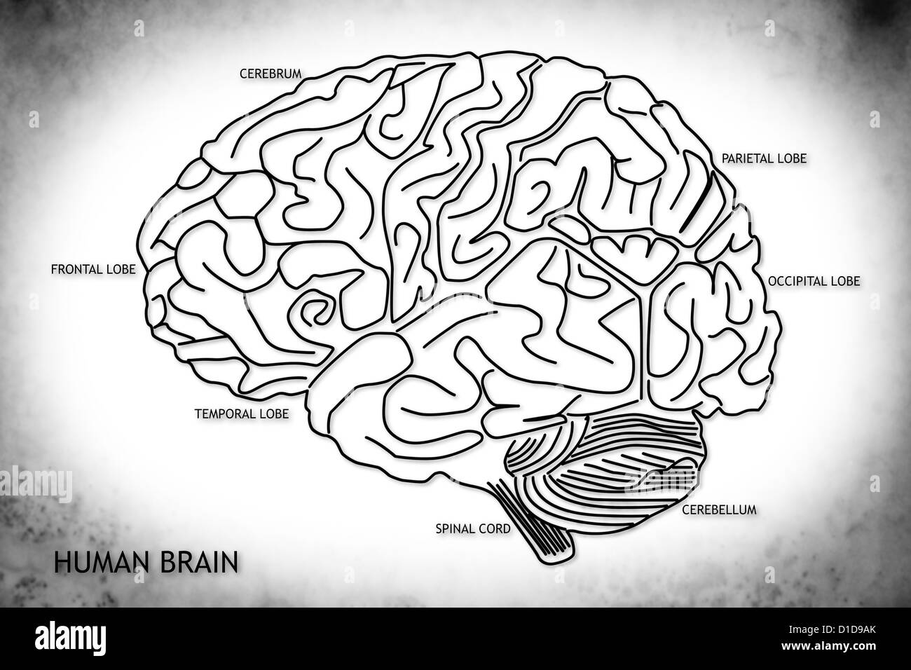 La structure du cerveau humain Banque D'Images