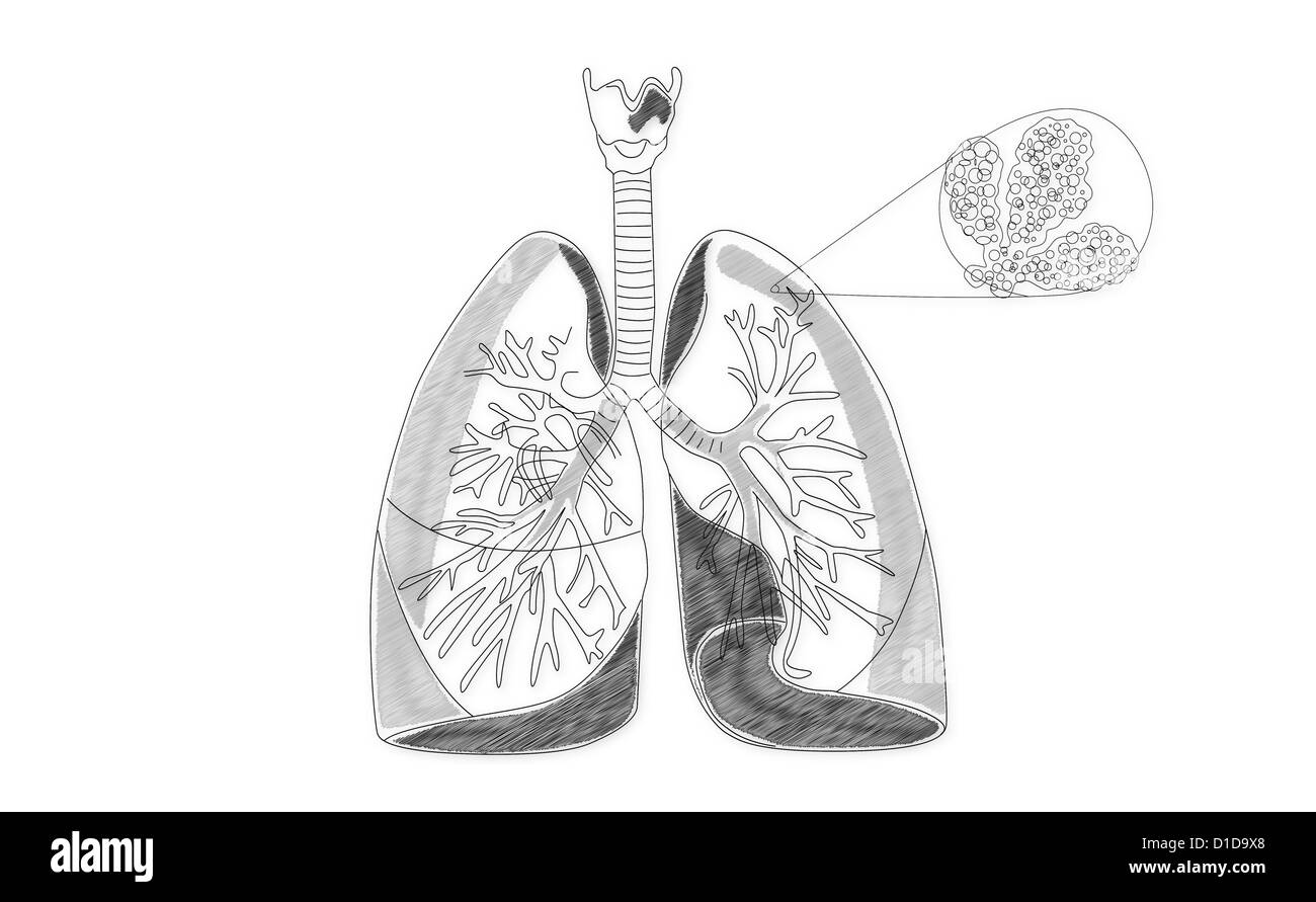 Structure pulmonaire humain Banque D'Images