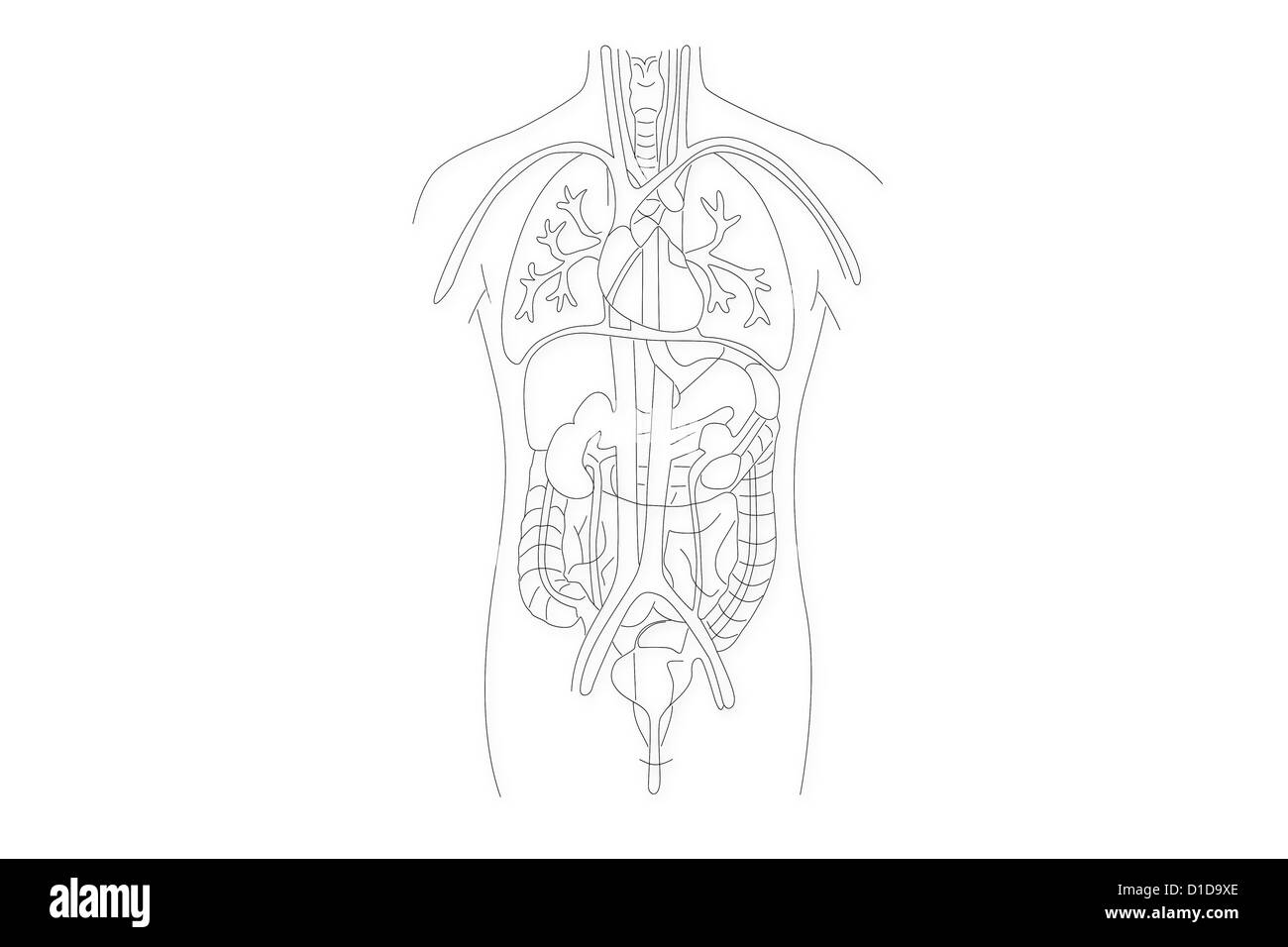 La structure des organes humains illustration animation Banque D'Images
